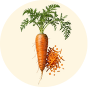 Carrot Root