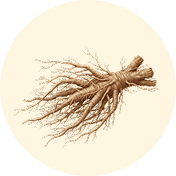 Nettle Root