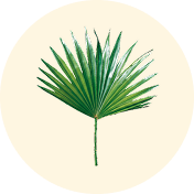 Saw Palmetto
