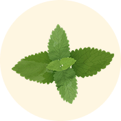 Spearmint Leaf Extract