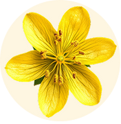 St. John's Wort Extract