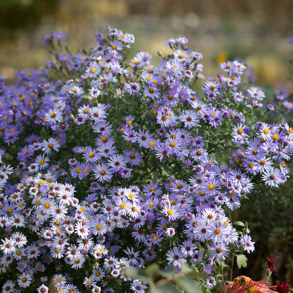 Blue Chamomile