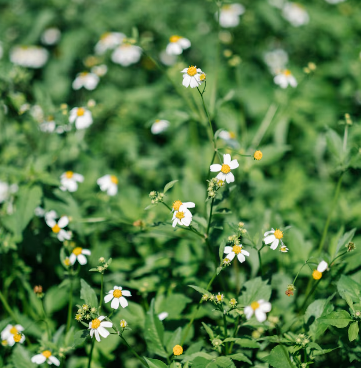 Chickweed & Beta-Carotene
