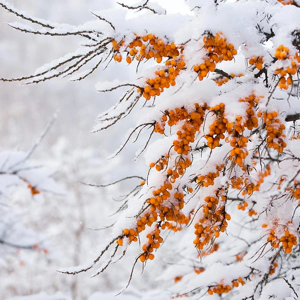 Orange berries on a snow-covered branch