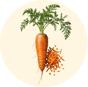 Carrot Root
