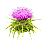 THISTLE