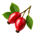 rosehip