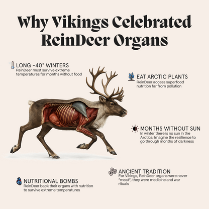 Infographic on why reindeer organs are nutrient-dense, for the female gut repair system