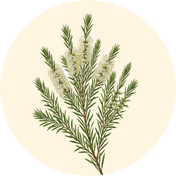 Tea Tree Oil