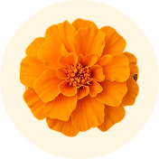 MARIGOLD