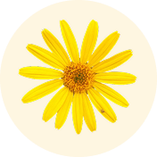 arnica