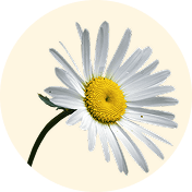 MATRICARIA FLOWER EXTRACT