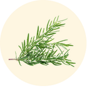 ROSEMARY LEAF EXTRACT