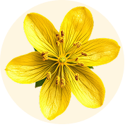 St. John's Wort Flower Extract