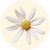 Chamomile Flower Oil