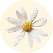 Chamomile Flower Oil