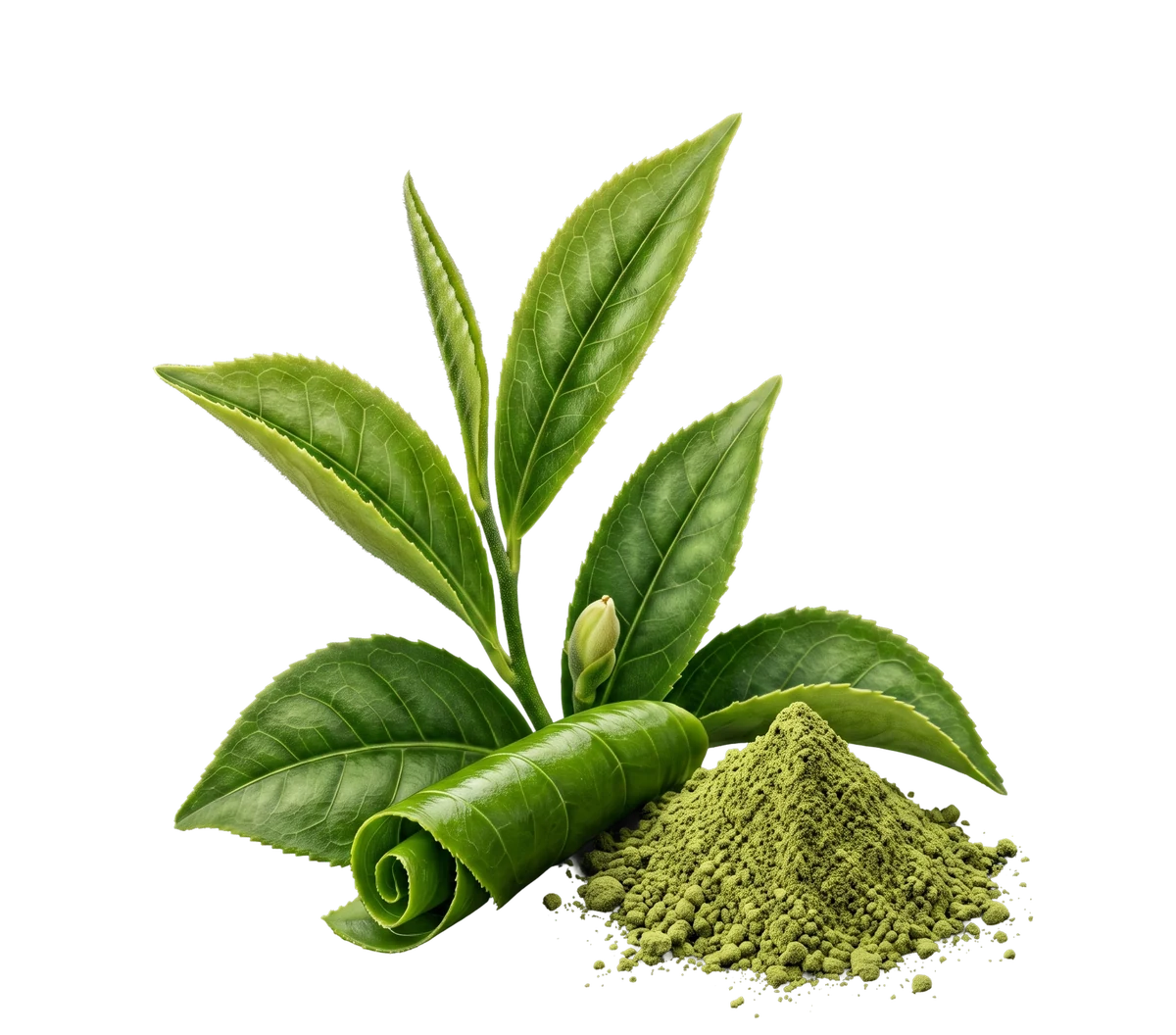 Green tea leaves and matcha powder