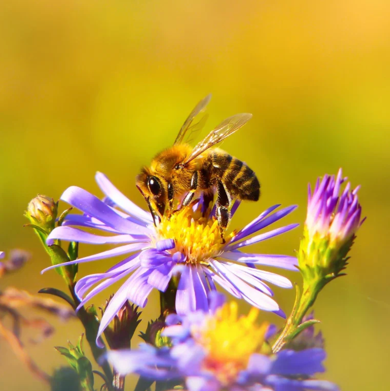 Beeswax + Natural Vitamin E