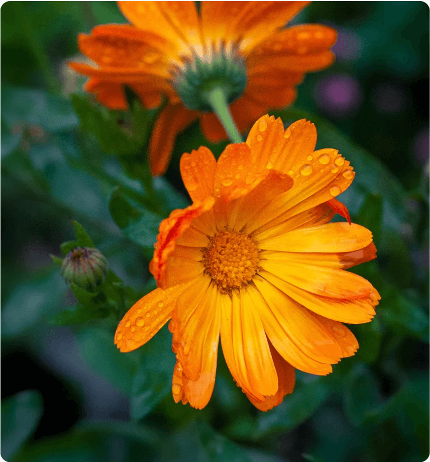 Wild Mountain Marigold