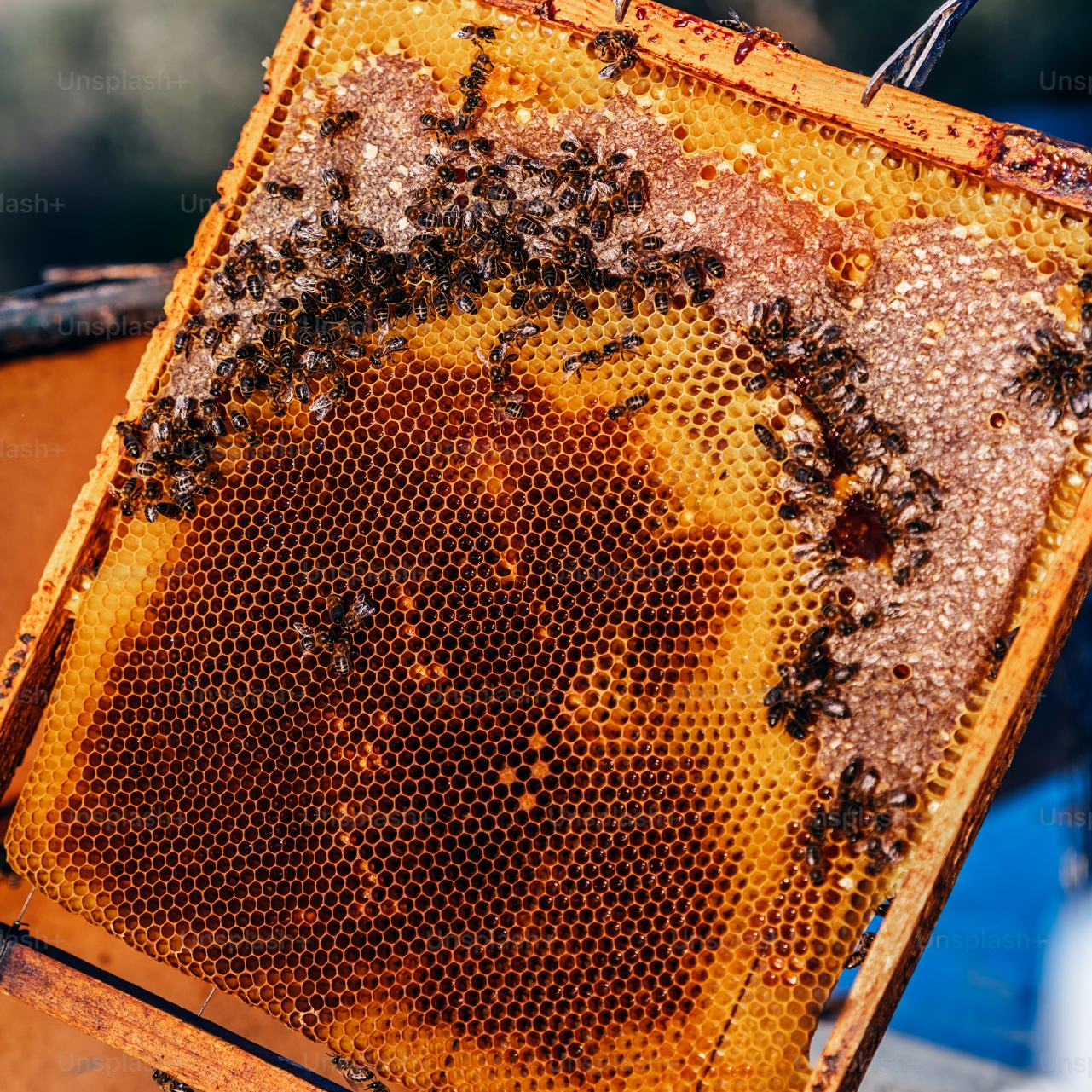 Beeswax & Thistle