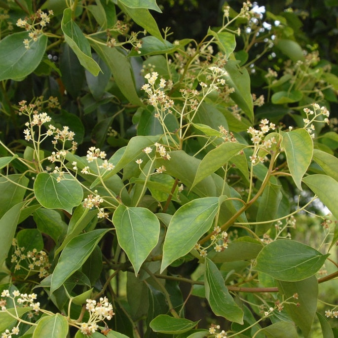 fdCinnamomum_camphora__2qVpYHyY4O3Z.jpg__PID:6087583b-cb3b-4387-930e-d8cf4b345931