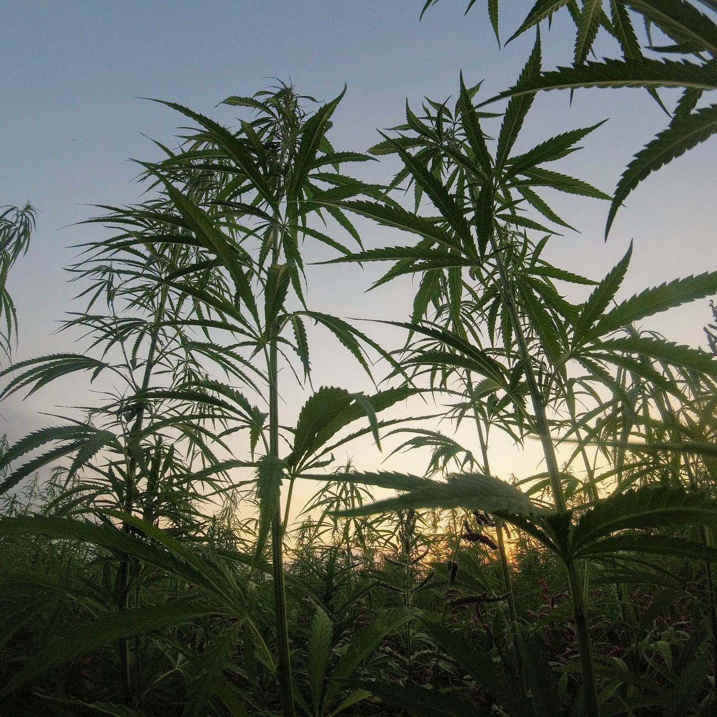 Hemp & Natural Vitamin E