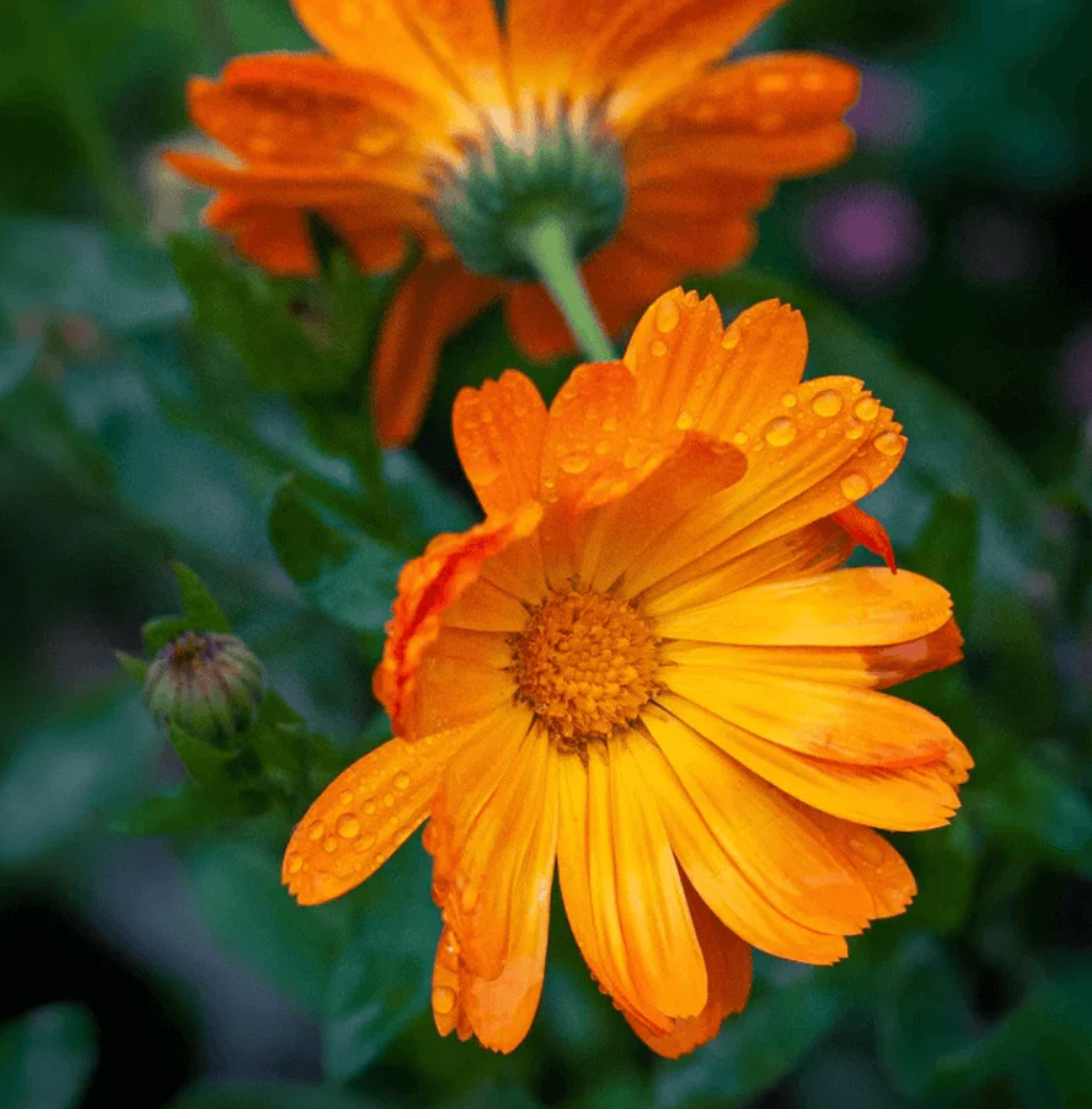 Wild Mountain Marigold