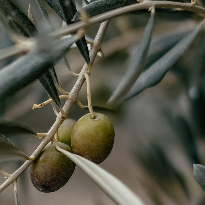 olive squalane.jpg__PID:0b5393b7-219a-4345-b2c4-c72fab87a767