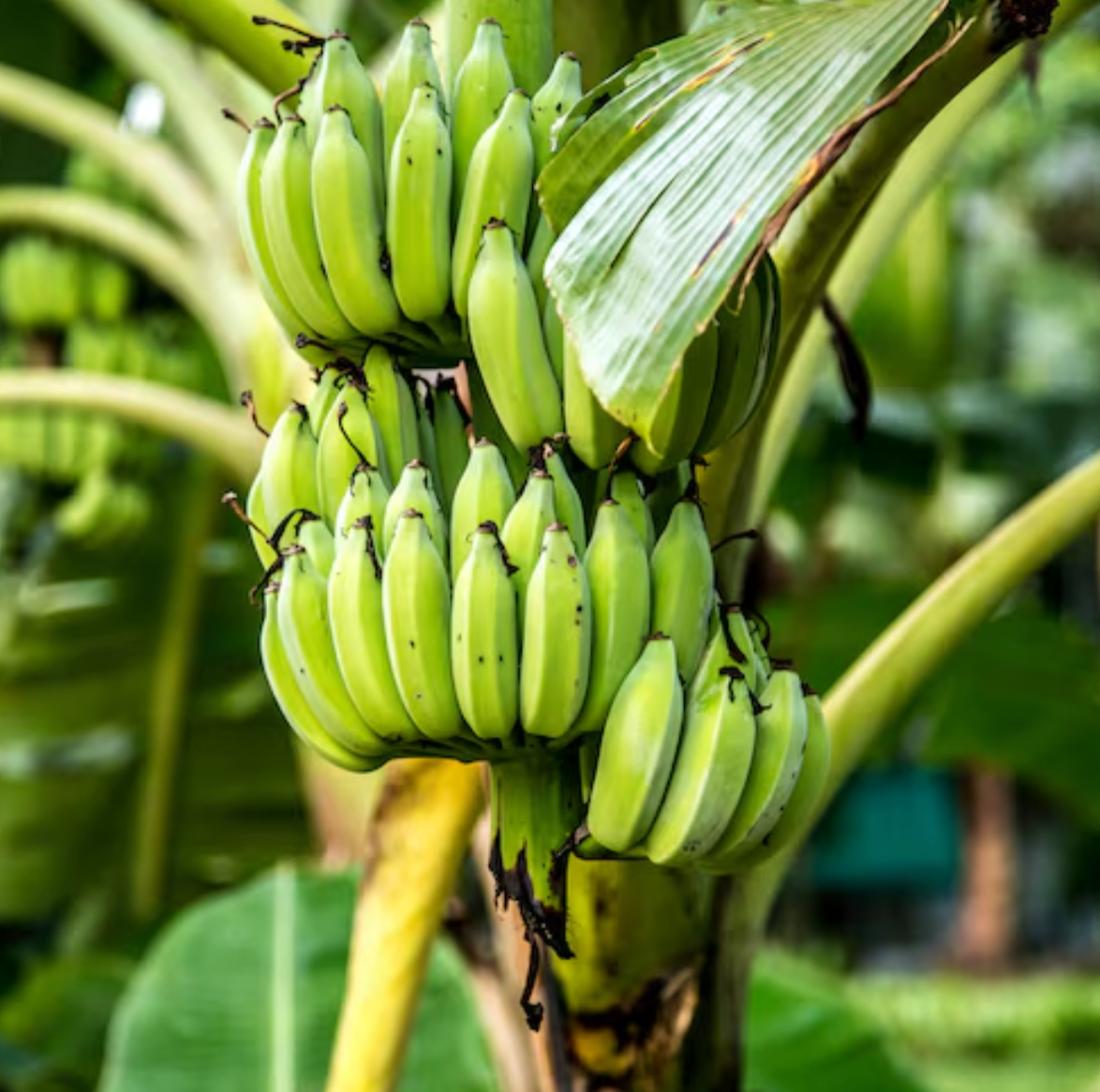 Plantain Extract