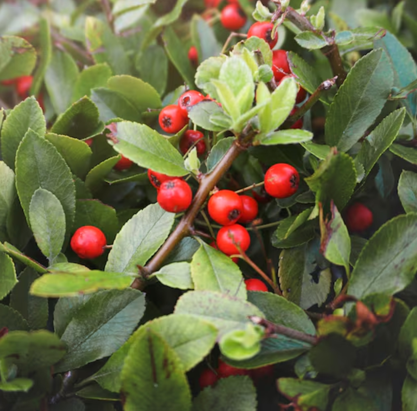 Rosehip