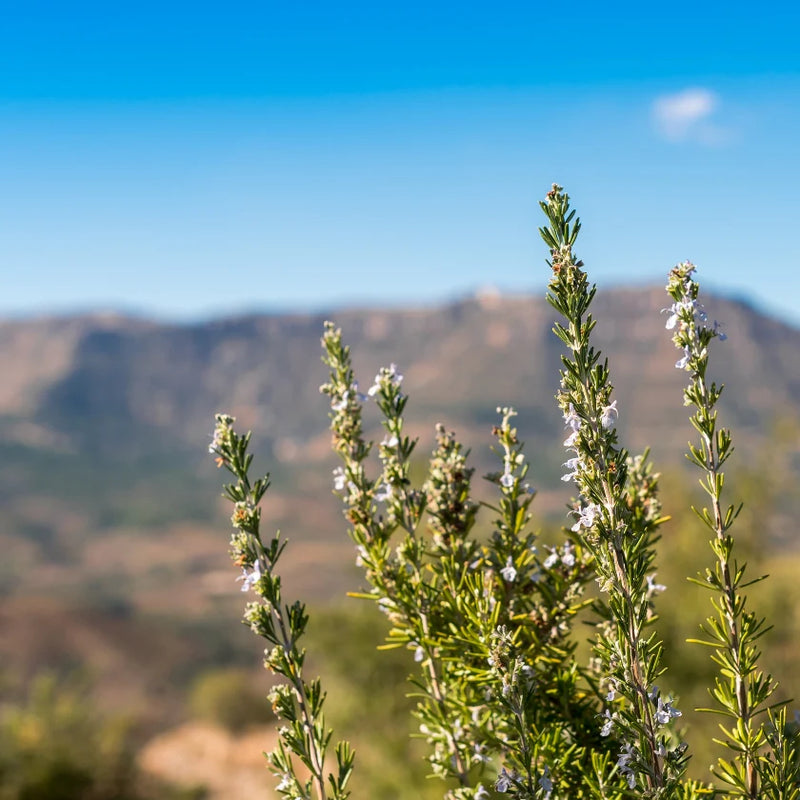 rosemary_wild.webp__PID:679e1b22-0970-4efb-8b7c-eb0be7af71b6