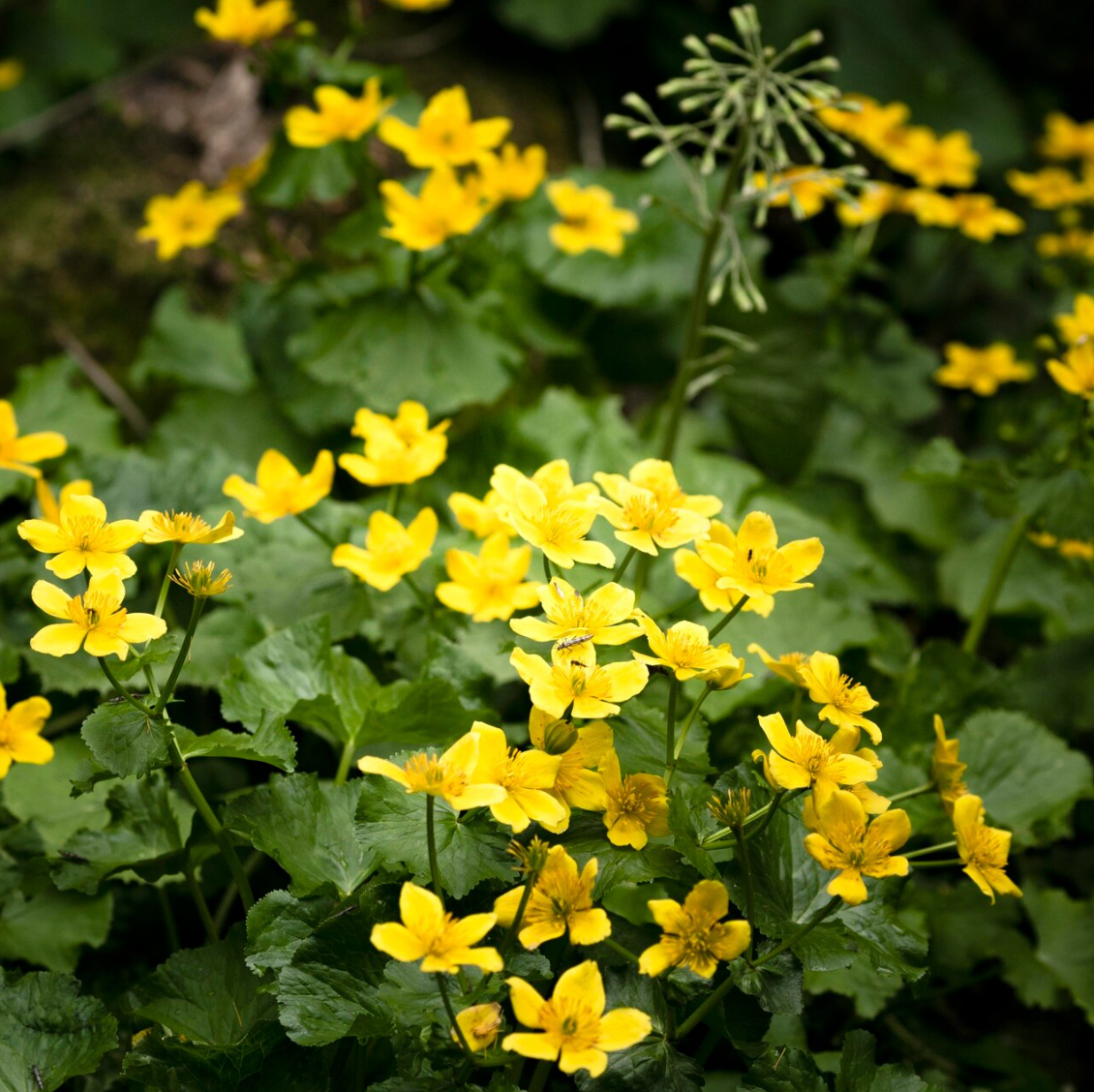 St. John’s Wort