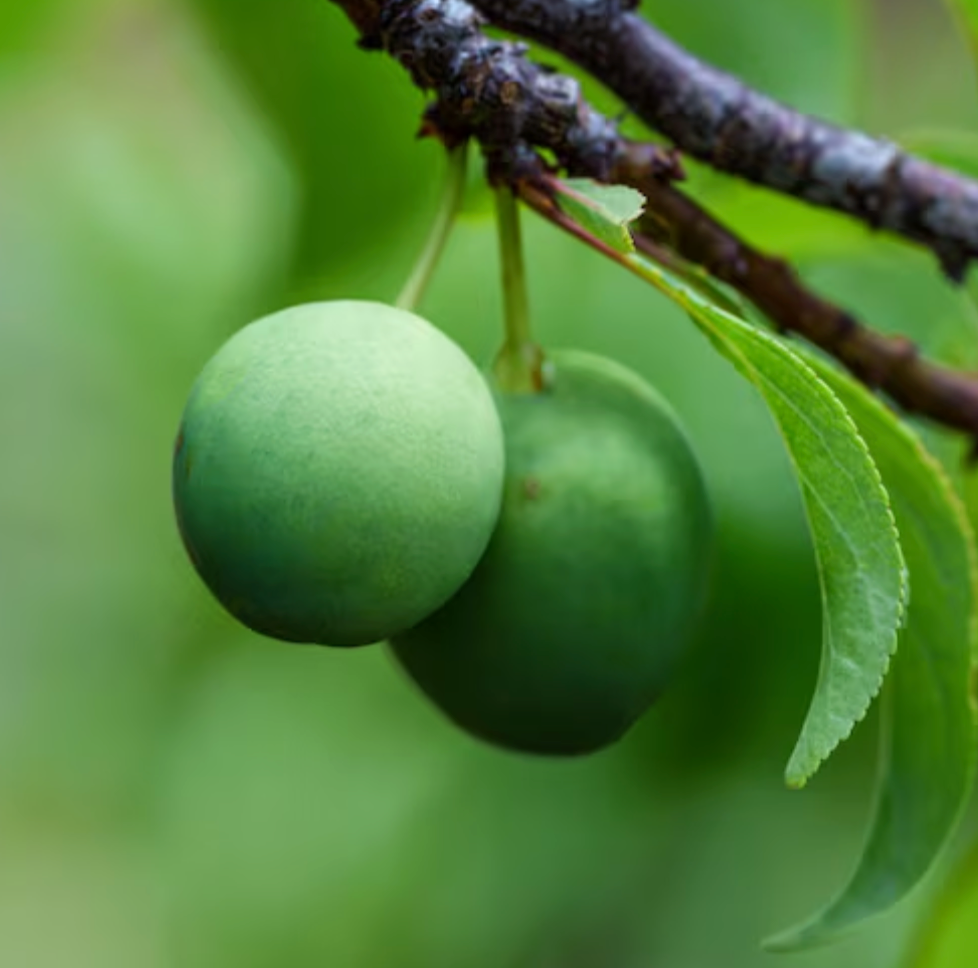 Tamanu