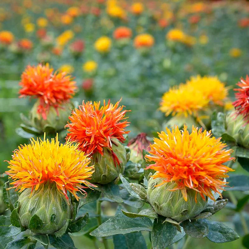 Thistle