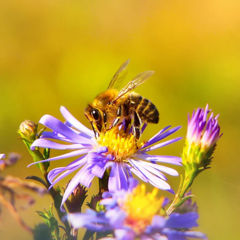 Beeswax & Vitamin E