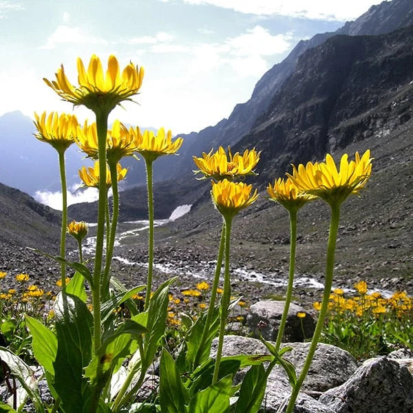 Wild Arnica & Pomegranate